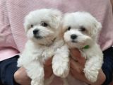Mini Boy Sevimli Maltese Bebekler