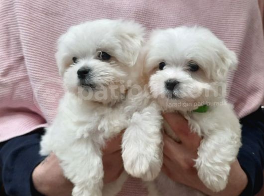 Mini Boy Sevimli Maltese Bebekler görsel