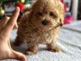 F1 Teacup Red Malti̇poo Yavrular