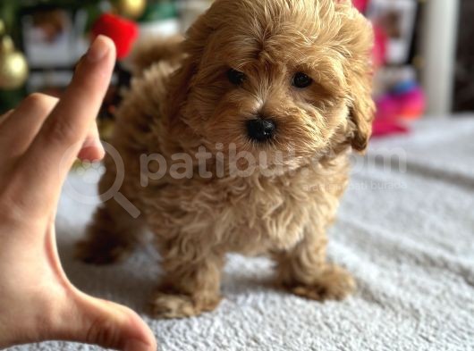 F1 Teacup Red Malti̇poo Yavrular görsel