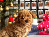 F1 Teacup Red Malti̇poo Yavrular