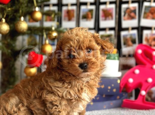 F1 Teacup Red Malti̇poo Yavrular görsel