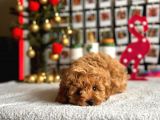 F1 Teacup Red Malti̇poo Yavrular