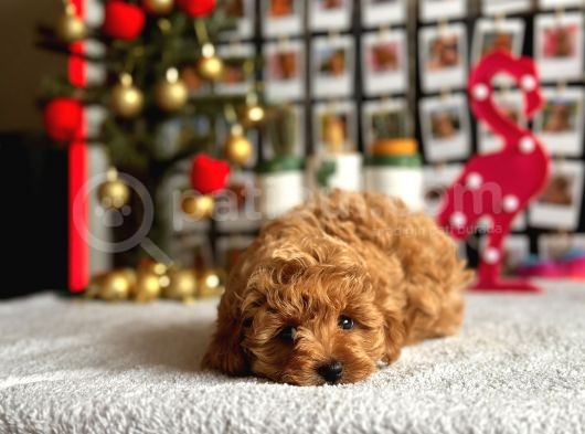 F1 Teacup Red Malti̇poo Yavrular görsel