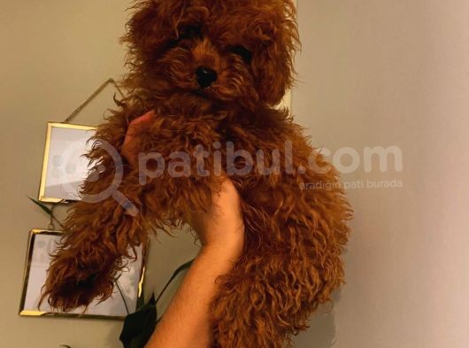 4 Aylık Erkek Toypoodle Bebekler Ev Ortamında görsel