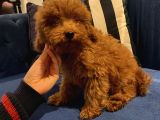4 Aylık Erkek ToyPoodle Bebekler Ev Ortamında