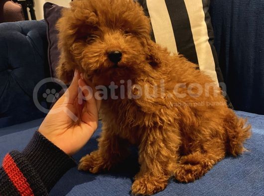 4 Aylık Erkek Toypoodle Bebekler Ev Ortamında