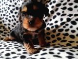 Morkie Cinsi Küçük Irklar