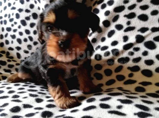 Morkie Cinsi Küçük Irklar