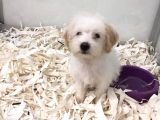 Morkie Cinsi Küçük Irklar