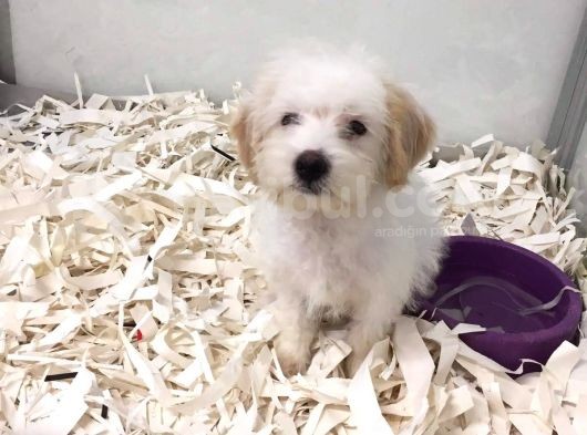 Morkie Cinsi Küçük Irklar görsel