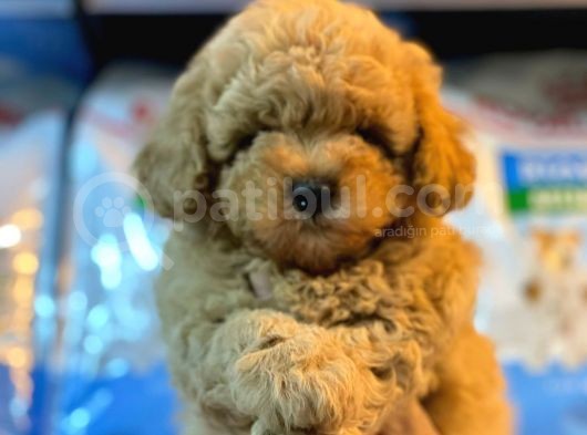 Süper Kali̇tede Toy Poodel Yavrulari İstanbul görsel