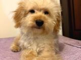 Oyuncu Sevecen Maltipoo Yavrumuz