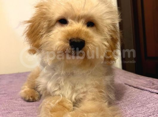 Oyuncu Sevecen Maltipoo Yavrumuz görsel