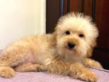 Oyuncu Sevecen Maltipoo Yavrumuz