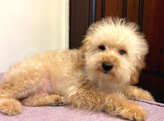 Oyuncu Sevecen Maltipoo Yavrumuz görsel