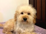 Oyuncu Sevecen Maltipoo Yavrumuz