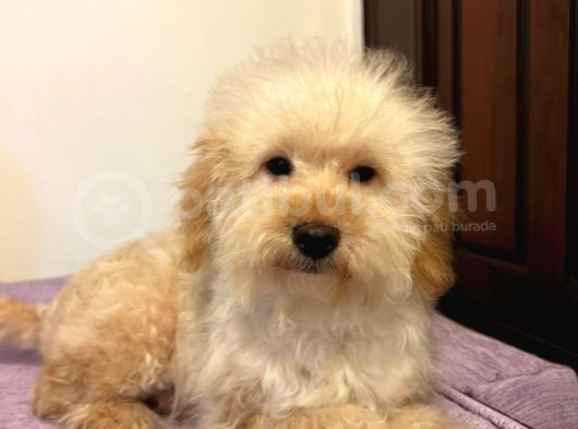 Oyuncu Sevecen Maltipoo Yavrumuz görsel