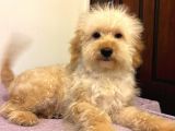 Oyuncu Sevecen Maltipoo Yavrumuz