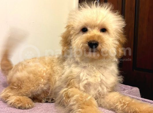 Oyuncu Sevecen Maltipoo Yavrumuz
