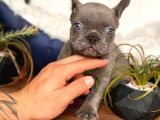 French Bulldog Erkek Maviş Gözlü Yakışıklı