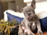 French Bulldog Erkek Maviş Gözlü Yakışıklı