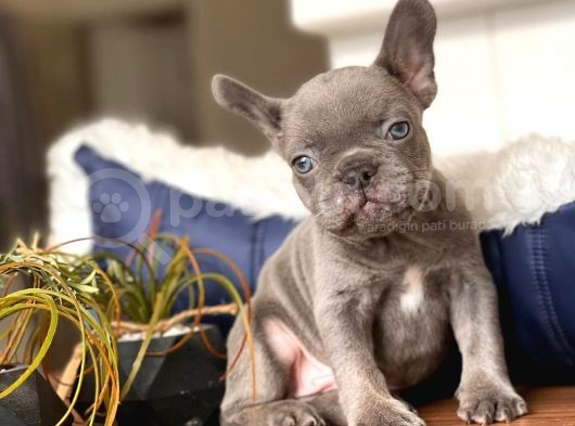 French Bulldog Erkek Maviş Gözlü Yakışıklı görsel