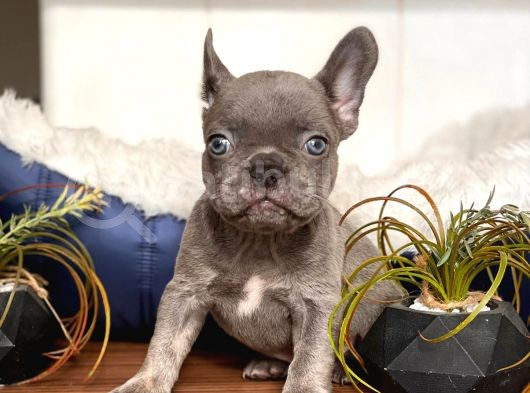 French Bulldog Erkek Maviş Gözlü Yakışıklı görsel
