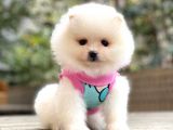 Dişi ve Erkek Pomeranian Boo Yavrularımız