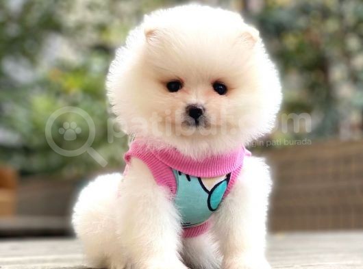 Dişi Ve Erkek Pomeranian Boo Yavrularımız