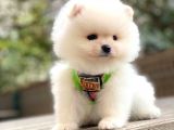 Dişi Ve Erkek Pomeranian Boo Yavrularımız
