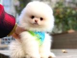 Dişi Ve Erkek Pomeranian Boo Yavrularımız