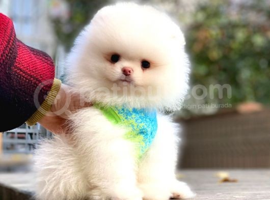 Dişi Ve Erkek Pomeranian Boo Yavrularımız görsel