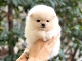 Dişi Ve Erkek Pomeranian Boo Yavrularımız