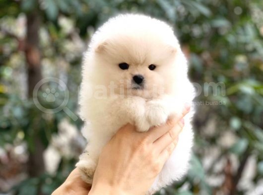 Dişi Ve Erkek Pomeranian Boo Yavrularımız görsel