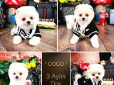 Kusursuz Güzellikler Pomeranian Boo Teddy Bear