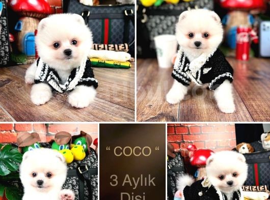 Kusursuz Güzellikler Pomeranian Boo Teddy Bear görsel