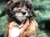 Morkie Cinsi Bebekler