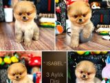 Kusursuz Güzellikler Pomeranian Boo Teddy Bear