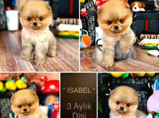 Kusursuz Güzellikler Pomeranian Boo Teddy Bear görsel