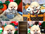 Kusursuz Güzellikler Pomeranian Boo Teddy Bear