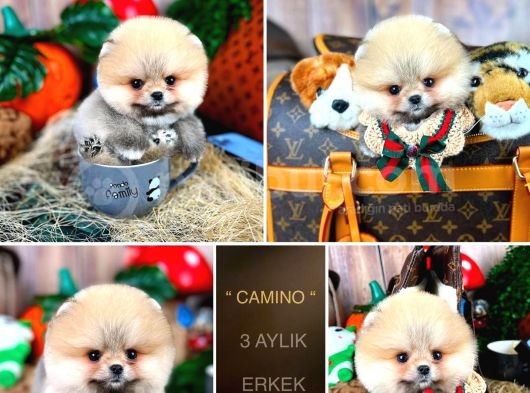 Kusursuz Güzellikler Pomeranian Boo Teddy Bear görsel
