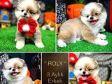 Kusursuz Güzellikler Pomeranian Boo Teddy Bear