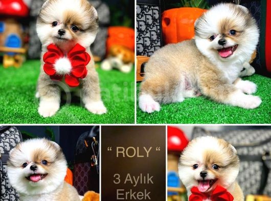 Kusursuz Güzellikler Pomeranian Boo Teddy Bear görsel