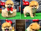 Kusursuz Güzellikler Pomeranian Boo Teddy Bear
