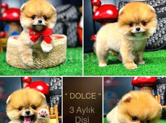 Kusursuz Güzellikler Pomeranian Boo Teddy Bear