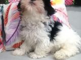Yılbaşı Hediyesi Shih Tzu
