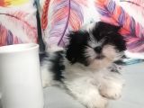 Yılbaşı Hediyesi Shih Tzu