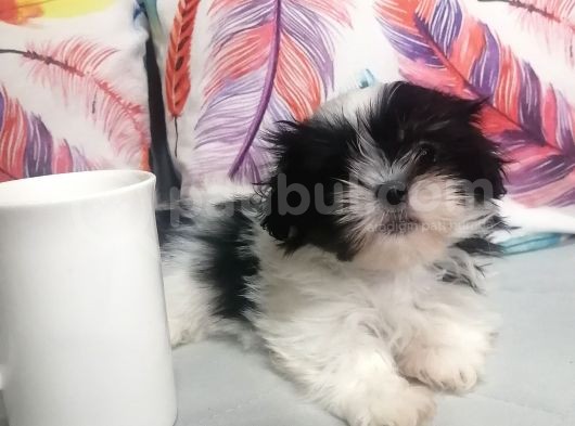 Yılbaşı Hediyesi Shih Tzu