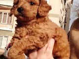Red Toy Poodle Yavrular